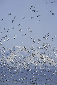 NA, USA, Washington, Skagit Valley Snow geese and Mt. Baker NA, USA, Washington, Skagit Valley Snow geese and Mt. Baker