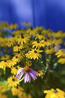 NA, USA, Washington State, Seattle, Backyard Garden in Full Bloom, Selective Focus Image NA, USA, Washington State, Seattle, Backyard Garden in Full Bloom, Selective Focus Image