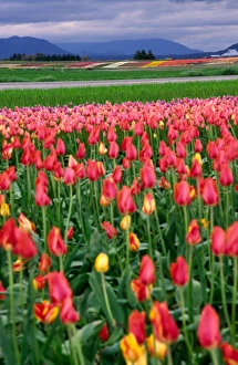 NA, USA, Washington, Tulip Fields in the Skagit Valley NA, USA, Washington, Tulip Fields in the Skagit Valley