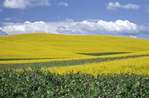Images Dated 15th March 2004: N.A. USA, Washington, Whitman County. Canola fields in the Palouse