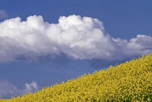 Images Dated 15th March 2004: N.A. USA, Washington, Whitman County. Canola fields in the Palouse