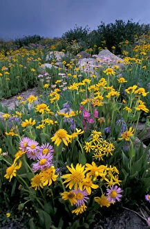 Images Dated 11th February 2005: NA, USA, Wyoming, Yellowstone NP Wildflowers - aster, paintbrush, bluebells, groundsel