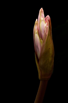 Naked ladies, Amaryllis belladonna, northern California Naked ladies, Amaryllis belladonna, northern California