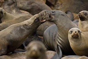 Namibia, Cape Cross Seal Reserve. Southern Fur Seals (Arctocephalus pusillus) sparring Namibia, Cape Cross Seal Reserve. Southern Fur Seals (Arctocephalus pusillus) sparring