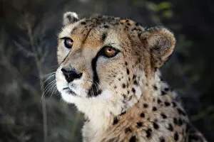 Single Collection: Namibia. Close up of a cheetah