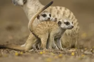 Images Dated 3rd February 2008: Namibia, Keetmanshoop, Meerkat Pups (Suricate suricatta) standing together while