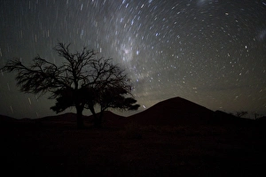 Namibia, Namib Naukluft National Park, Star Trails and Dune 45 above acacia tree Namibia, Namib Naukluft National Park, Star Trails and Dune 45 above acacia tree