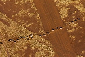 Namibian Desert. Herd of Plains Zebra run in single file across an airstrip Namibian Desert. Herd of Plains Zebra run in single file across an airstrip