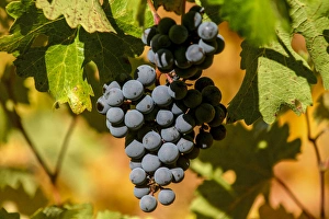 Napa, California. Bunch of Red Grapes Hanging from the Vine Napa, California. Bunch of Red Grapes Hanging from the Vine