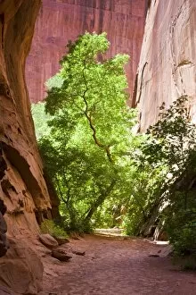 Sun Lit Gallery: A narrow path leading to a sunlit tree contrasted against the red sandstone walls