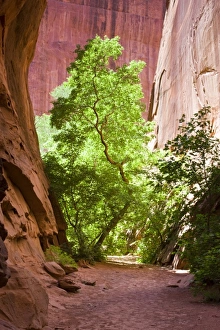 A narrow path leading to a sunlit tree contrasted against the red sandstone walls A narrow path leading to a sunlit tree contrasted against the red sandstone walls