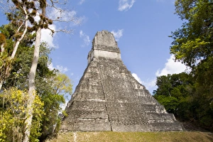 National tree called Kapok or Keiba Tree next to Tower 1 at the famous Mayan Ruins National tree called Kapok or Keiba Tree next to Tower 1 at the famous Mayan Ruins