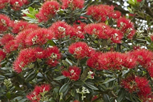 Native Pohutukawa flowers (metrosideros excelsa) in Far North, Northland, New Zealand Native Pohutukawa flowers (metrosideros excelsa) in Far North, Northland, New Zealand