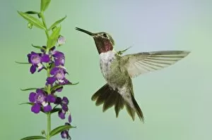 Broad Tailed Hummingbird Collection: Nature, Fauna