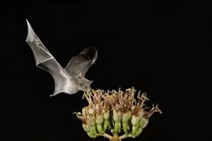 Phyllostomidae Gallery: Brown Flower Bat Collection