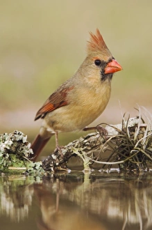 Nature, Fauna
