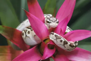 Ball python Print (Nature)