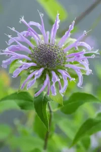 Purple beebalm Print