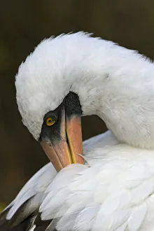 Nazca booby preening feathers, Espanola Island, Galapagos Islands, Ecuador Nazca booby preening feathers, Espanola Island, Galapagos Islands, Ecuador