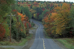 Images Dated 23rd April 2004: Near Patten, ME. Northern Forest. Fall foliage lines the road