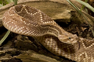 Neotropical Rattlesnake, Crotalus durissus, poised to strike with a venomous bite Neotropical Rattlesnake, Crotalus durissus, poised to strike with a venomous bite
