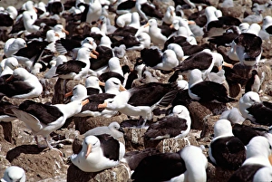 Nesting colony of the Black-browed Albatross (Diomedea melanophris) in the Falkland Nesting colony of the Black-browed Albatross (Diomedea melanophris) in the Falkland