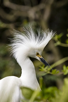 Nesting snowy egrets on Alcatraz Island, San Francisco, California, USA Nesting snowy egrets on Alcatraz Island, San Francisco, California, USA