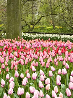 Netherlands. Forest and flowers in the Keukenhof Gardens Netherlands. Forest and flowers in the Keukenhof Gardens