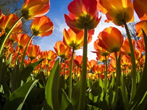 Netherlands, Lisse. Flowering colorful tulips Netherlands, Lisse. Flowering colorful tulips