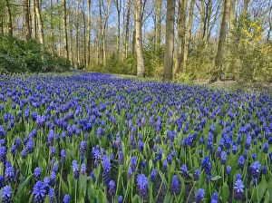 Netherlands, Lisse. Forest and flowers in the Keukenhof Gardens
