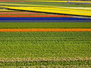 Netherlands, Nord Holland. Flower fields in full bloom Netherlands, Nord Holland. Flower fields in full bloom