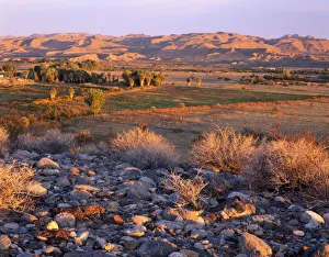 Nevada. USA. Desert vegetation & stones above wetlands, pastures, & palm groves at sunrise Nevada. USA. Desert vegetation & stones above wetlands, pastures, & palm groves at sunrise