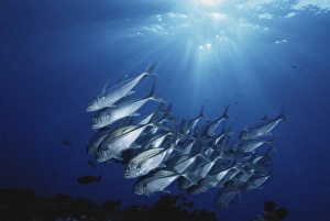 New Britain, New Guinea, School of Jackfish in undersea New Britain, New Guinea, School of Jackfish in undersea