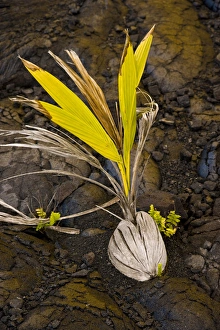 A new palm grows from a coconut embedded in Pahoehoe lava in Volcanoes NP on the A new palm grows from a coconut embedded in Pahoehoe lava in Volcanoes NP on the