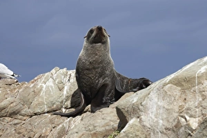 New Zealand Fur Seal, Kaikoura Coast, South Island, New Zealand - Arctocephalus forsteri New Zealand Fur Seal, Kaikoura Coast, South Island, New Zealand - Arctocephalus forsteri