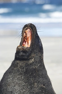 New Zealand Sea Lion Bull (Phocarctos hookeri), Sandfly Bay, Otago Peninsula, Dunedin New Zealand Sea Lion Bull (Phocarctos hookeri), Sandfly Bay, Otago Peninsula, Dunedin