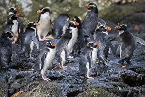 New Zealand, Snares Islands (The Snares) aka Tini Heke. The rare endemic Snares crested New Zealand, Snares Islands (The Snares) aka Tini Heke. The rare endemic Snares crested