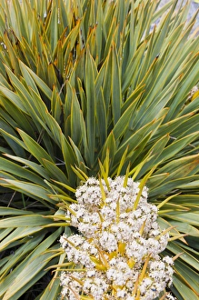 New Zealand, South Island, Big Hill Range. Blooming Spear grass (Aciphylla sp.) New Zealand, South Island, Big Hill Range. Blooming Spear grass (Aciphylla sp.)