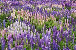 Images Dated 2nd January 2007: New Zealand, South Island. Field of blooming lupine