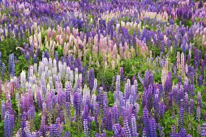 Images Dated 2nd January 2007: New Zealand, South Island. Field of blooming lupine