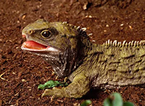 New Zealand, South Island, Invercargill, Tuatararium, Tuatara, Captive New Zealand, South Island, Invercargill, Tuatararium, Tuatara, Captive