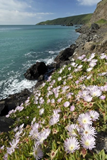 New Zealand, South Island, Oakins Bay. New Zealand Ice plant (Disphyma australe) New Zealand, South Island, Oakins Bay. New Zealand Ice plant (Disphyma australe)