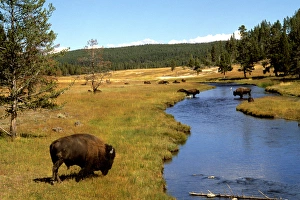 Nez Perce Creek with bison grazing in the water at Yellowstone National Park in Wyoming Nez Perce Creek with bison grazing in the water at Yellowstone National Park in Wyoming