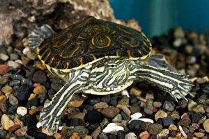 Nicaraguan Slider Trachemys venustus Native to Nicaragua Nicaraguan Slider Trachemys venustus Native to Nicaragua