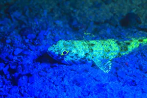 Night dive at Barrier Reef near Saint Georges Caye, Fluorescence emitted at night Night dive at Barrier Reef near Saint Georges Caye, Fluorescence emitted at night