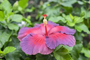 <b class=qtipBold><figcaption>Night Fire, Hibiscus, USA</figcaption></b><br><em>© Lisa Engelbrecht / DanitaDelimont.com</em> Night Fire, Hibiscus, USA
