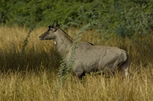 Nilgai or Blue Bull - male (Boselaphus tragocamelus). Bharatpur National Park or Nilgai or Blue Bull - male (Boselaphus tragocamelus). Bharatpur National Park or
