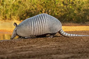 Nine-banded armadillo (Dasypus novemcinctus) drinking Nine-banded armadillo (Dasypus novemcinctus) drinking