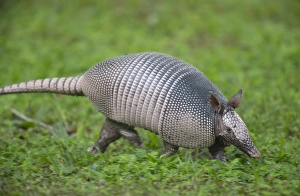 Nine-banded armadillo, or long nose on the run, Dasypus novemcinctus, Florida Nine-banded armadillo, or long nose on the run, Dasypus novemcinctus, Florida