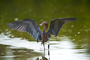 Nobody, North America, USA, Florida, Sanibel Island, Ding Darling NWR, Reddish Egret Nobody, North America, USA, Florida, Sanibel Island, Ding Darling NWR, Reddish Egret